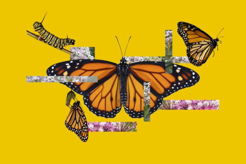 There are plenty of easy ways for you to help the fragile monarch butterfly colony.