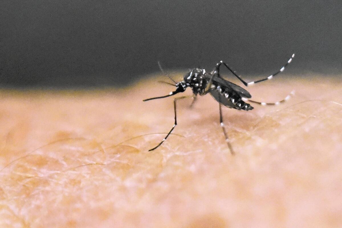 The Aedes mosquito carries the Zika virus, which can cause fever, rash, joint pain and more.