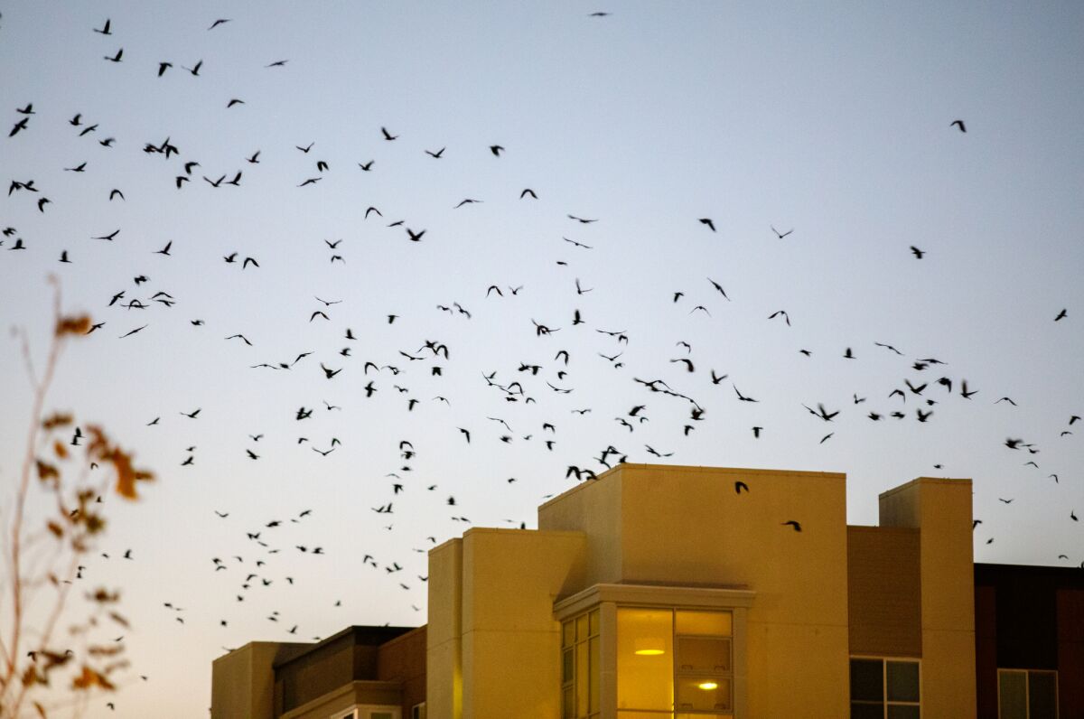 Crows fly around an apartment building in downtown Sunnyvale, Calif., on Jan. 7.
