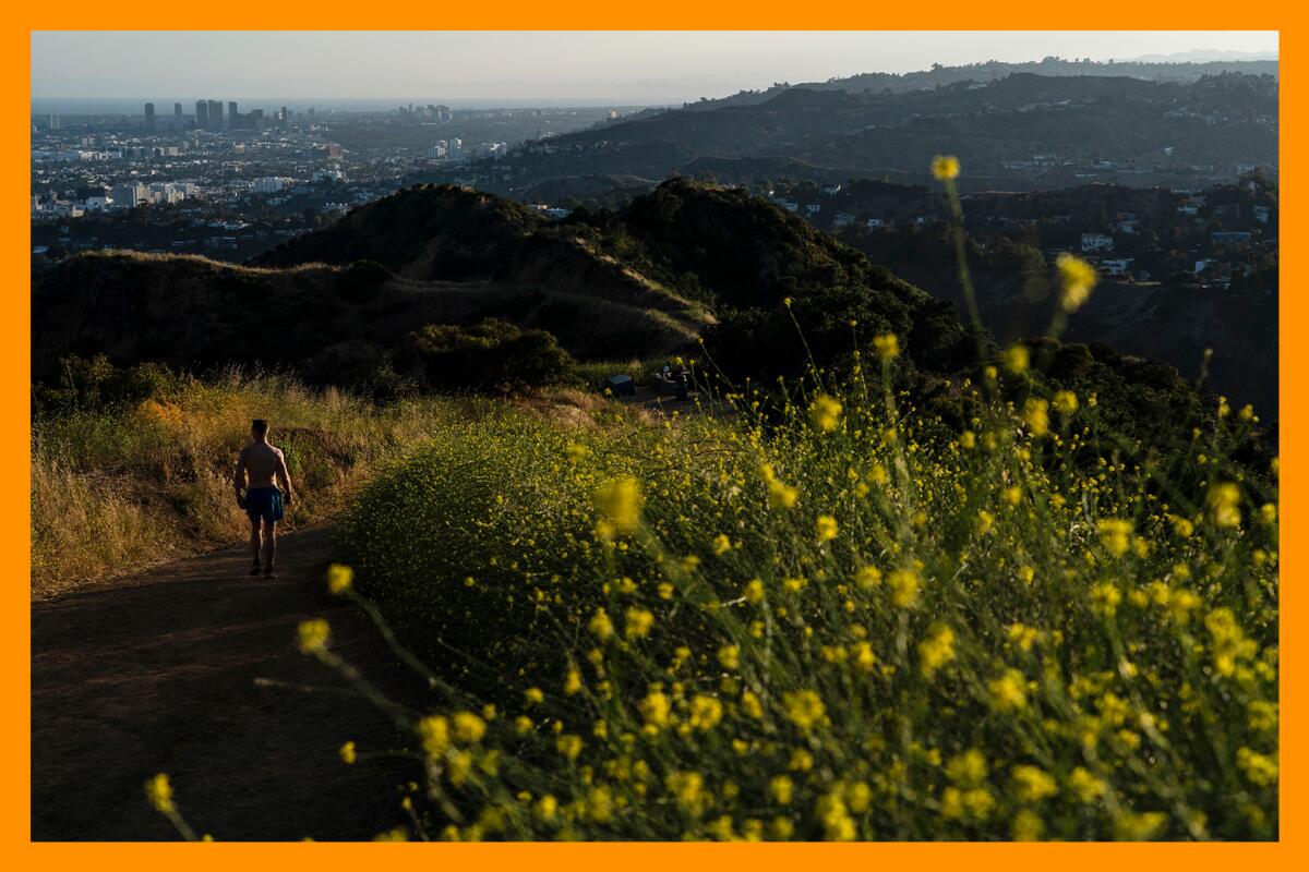 A man walks along a trail lined with clusters of wild mustard in Griffith Park in Los Angeles.