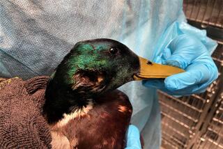 A mallard duck sustained serious injuries after being shot with an arrow from what appears to be a hand-held cross bow.