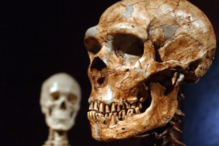 A reconstructed Neanderthal skeleton, right, and a modern human version of a skeleton, left, are on display at the Museum of Natural History Wednesday, Jan. 8, 2003 in New York. The Neanderthal skeleton, reconstructed from casts of more than 200 Neanderthal fossil bones, is part of the museum's exhibit called "The First Europeans: Treasures from the Hills of Atapuerca." (AP Photo/Frank Franklin II) ORG XMIT: NY190 **HOY OUT,MASH OUT** ORG XMIT: CHI0609131325456124