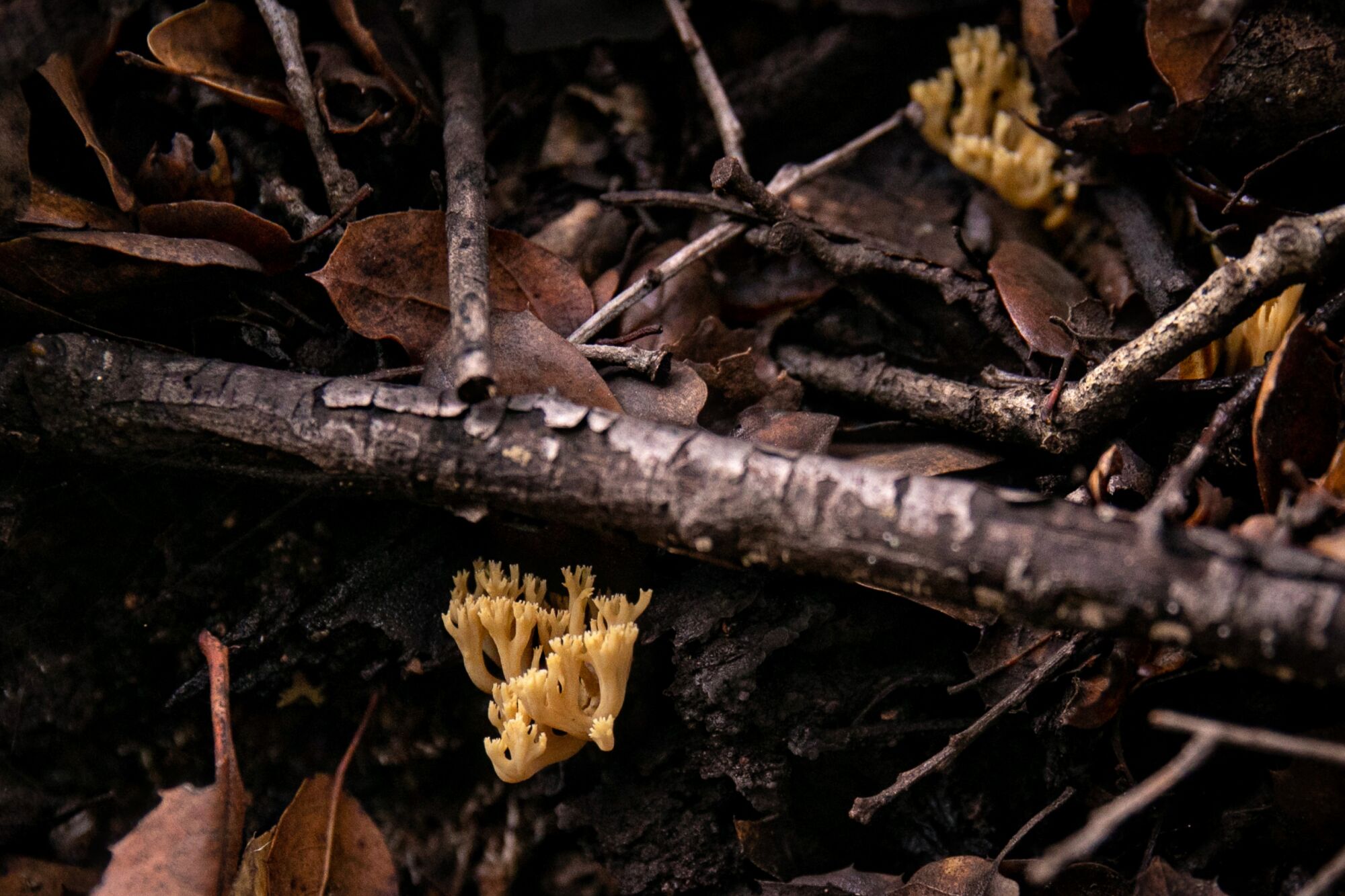 Yellow mushrooms growing on a fallen tree branch in Canyon View Park.