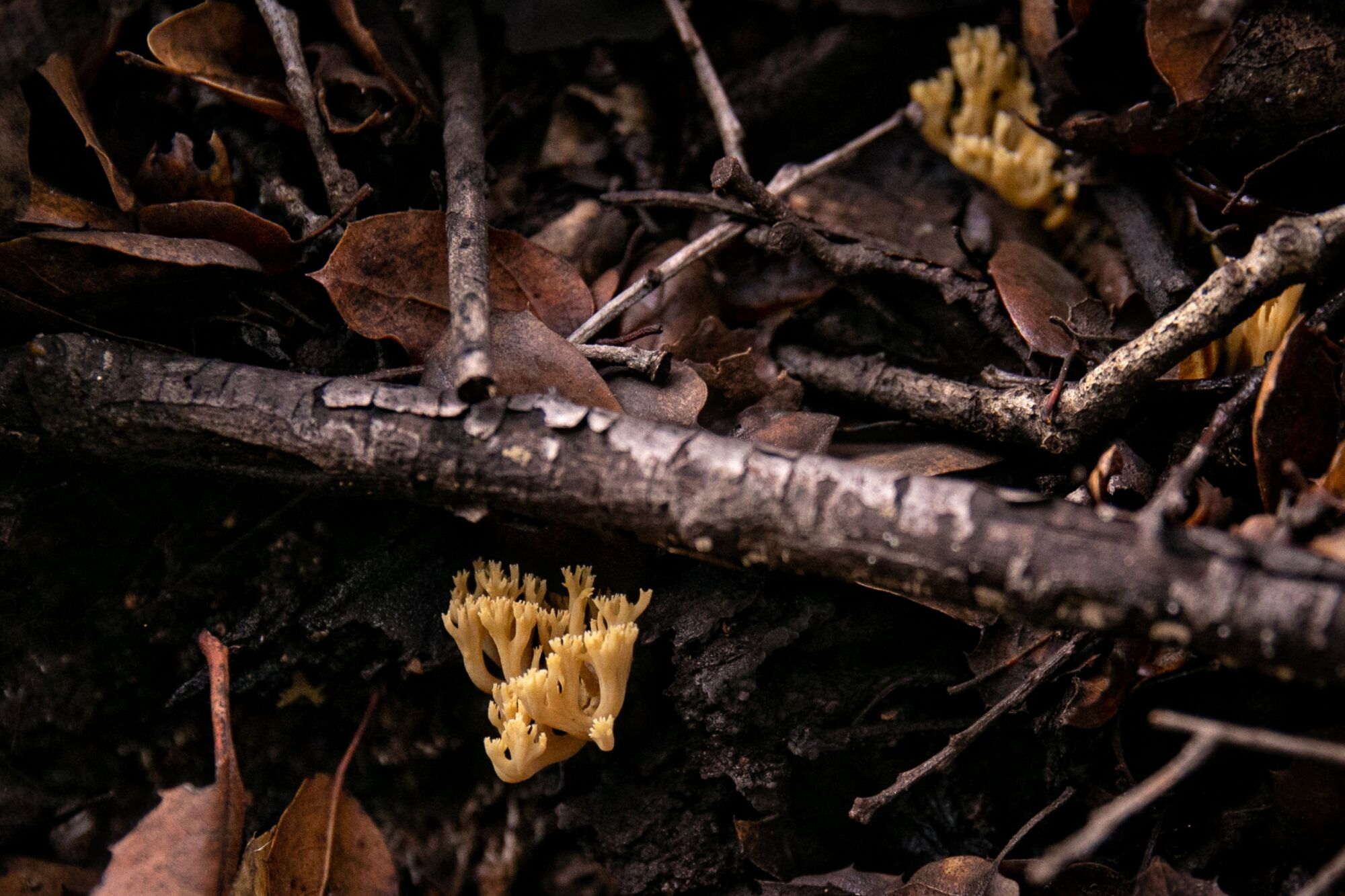 Champignons jaunes poussant sur une branche d'arbre tombé dans Canyon View Park.