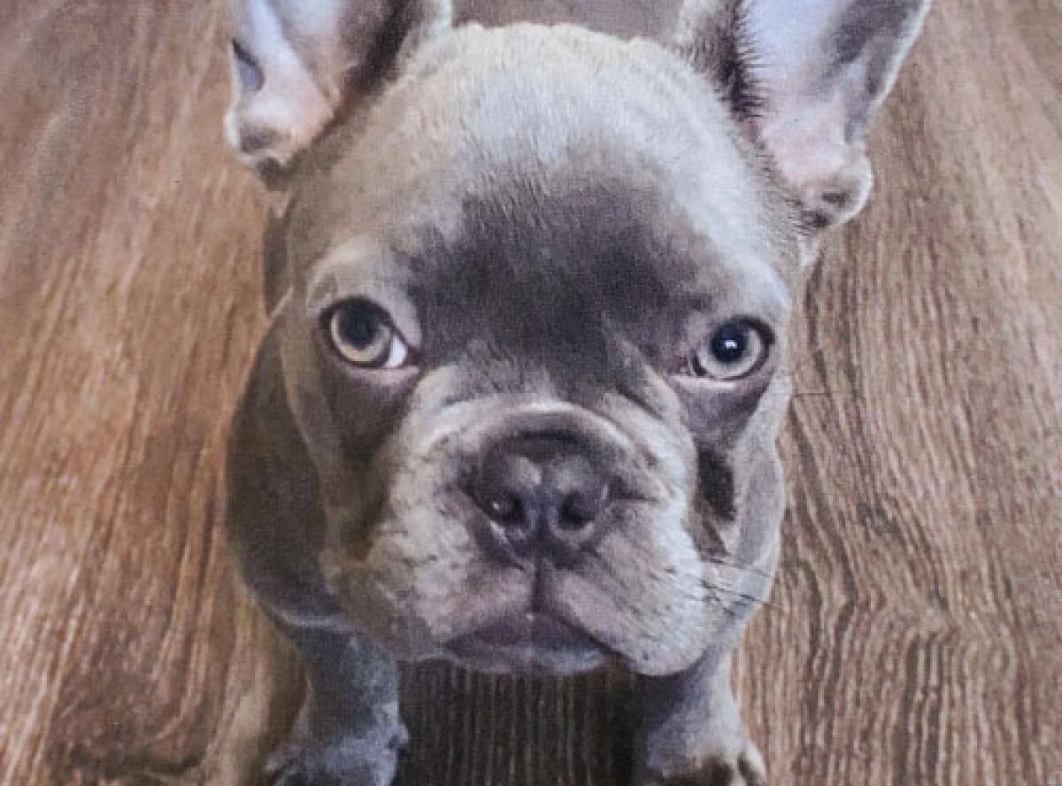 Seven, a 5-month-old French bulldog, was taken March 20 in North Hollywood.