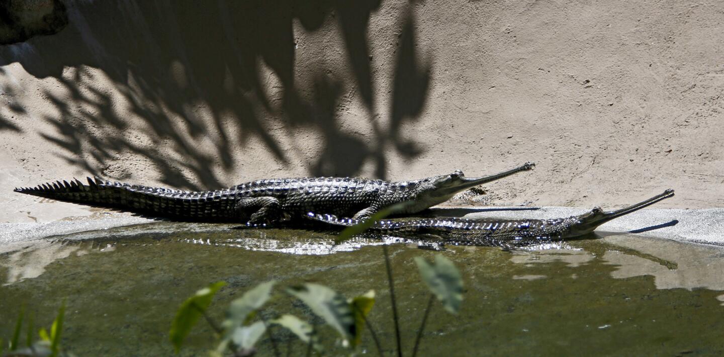Photo Gallery: L.A. Zoo unveils critically endangered species of crocodiles, the Gharials from India