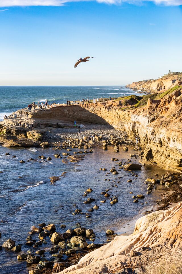 People and a pelican explore the tide pools at Cabrillo National Monument in Point Loma.