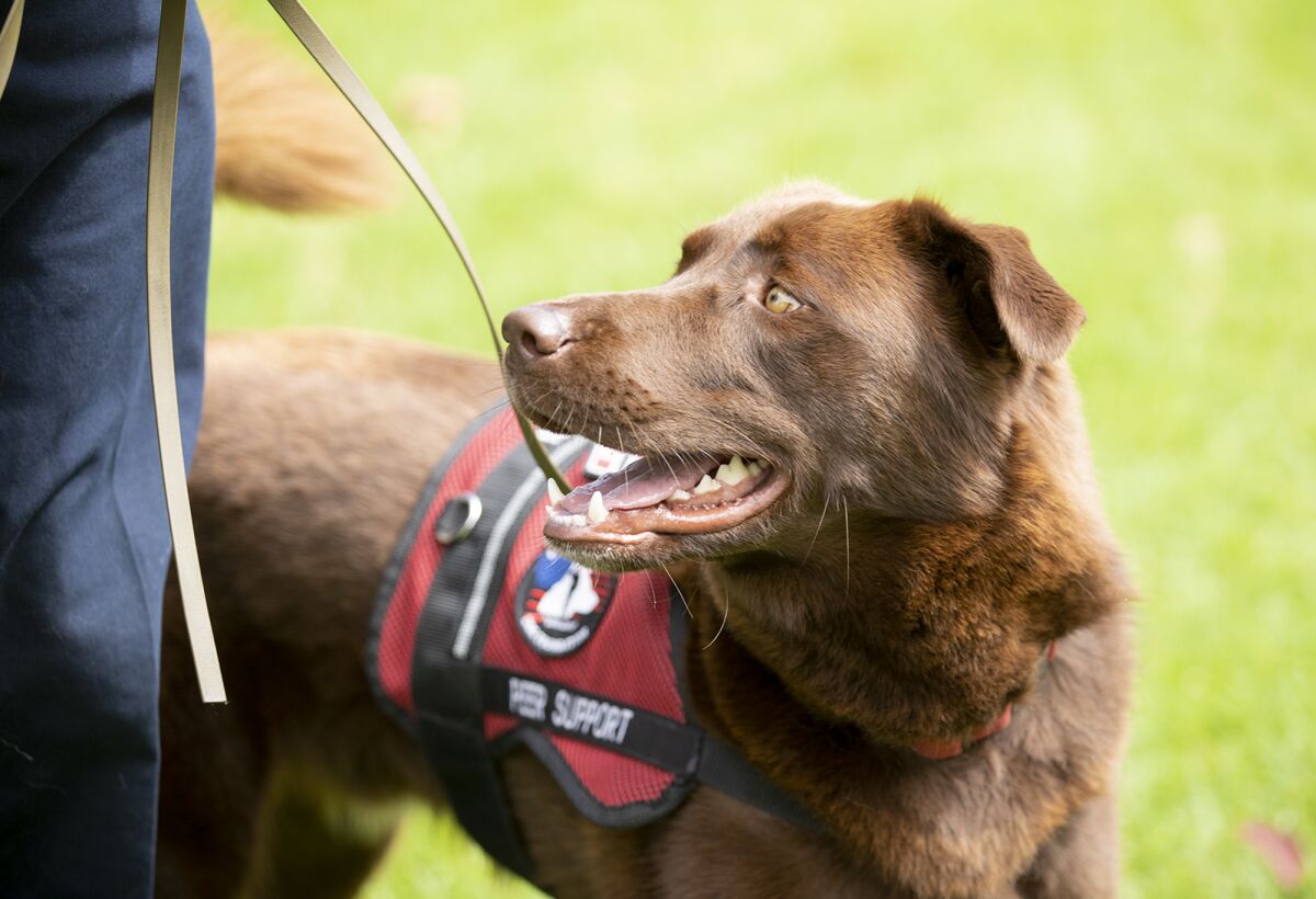 Kingman, a 3-year-old Lab-husky mix, is a peer support dog with the Huntington Beach Fire Department.