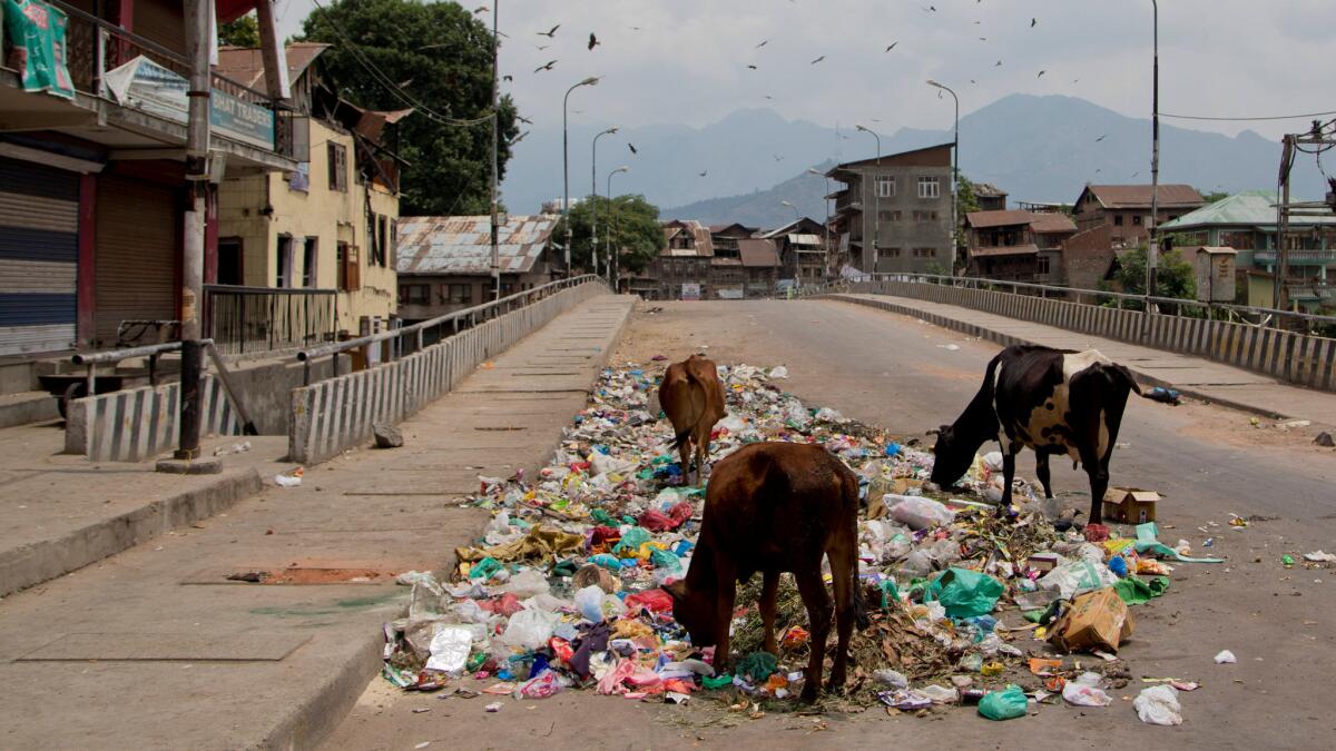 Cows forage in Srinagar, India. Among most Indians, cows are considered sacred symbols of life.