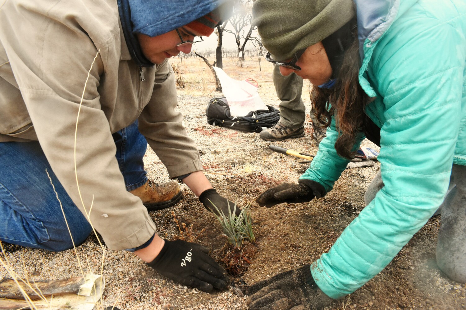 Seedling by seedling, Joshua trees will rise again in fire-scorched desert