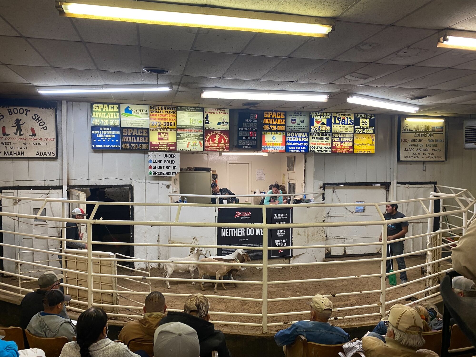 Muleshoe residents gather for a livestock auction featuring sheep, hogs and goats.