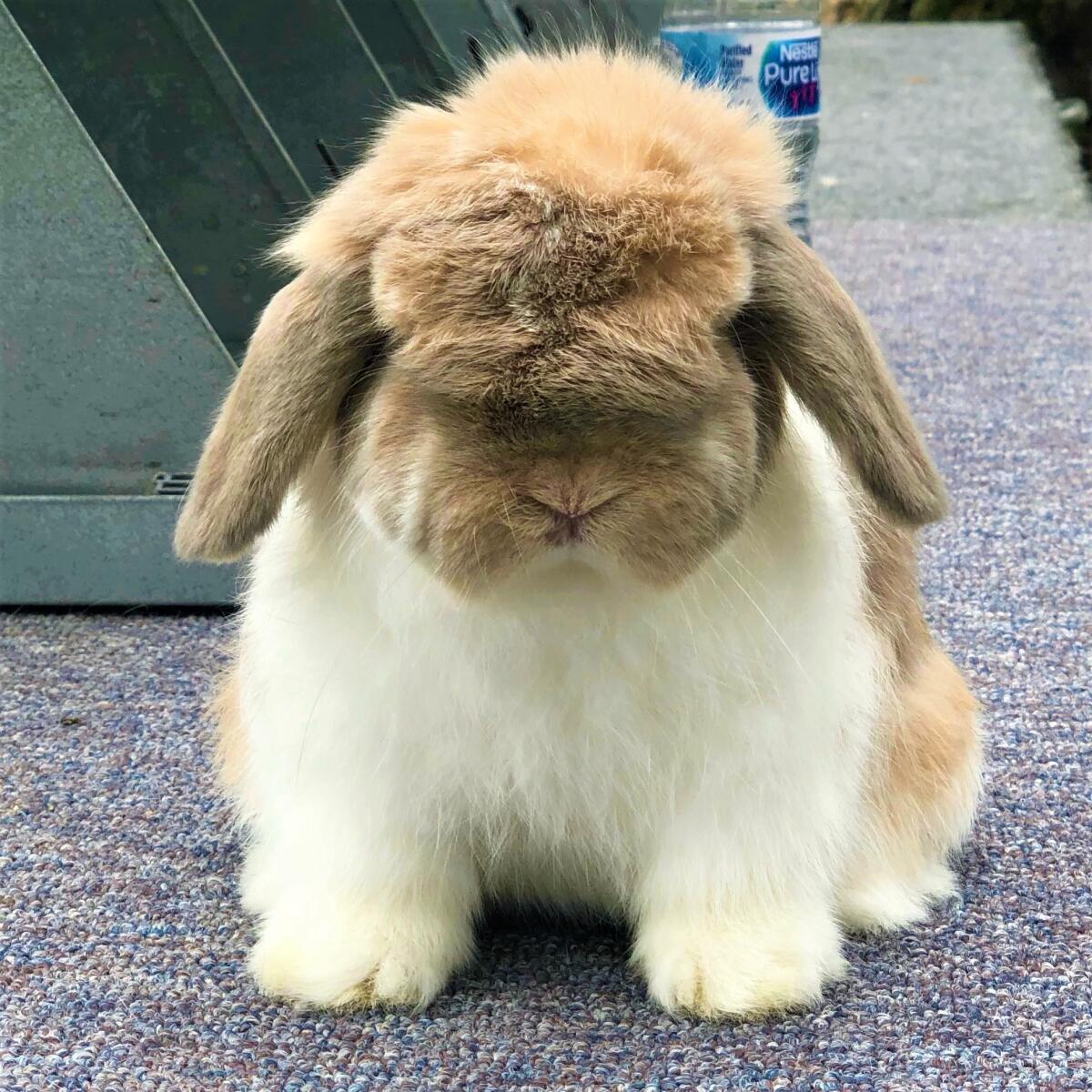 A Holland Lop.