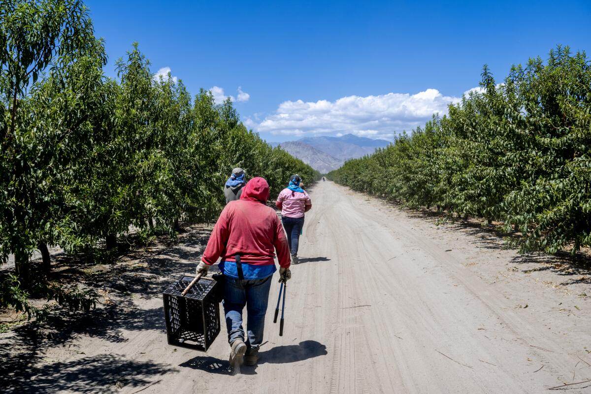 Farmworkers leave the fields and walk past trees on a dirt road.
