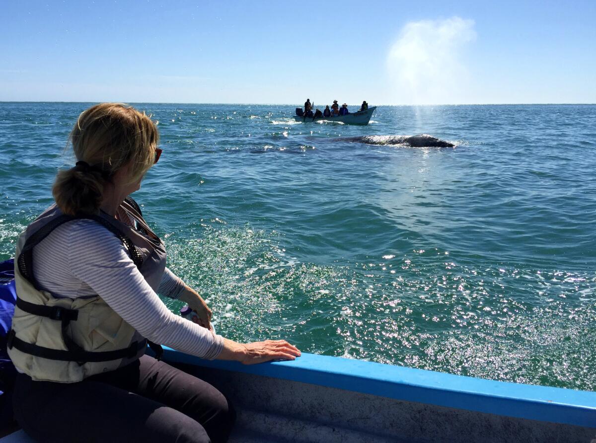 Kathy Kelleher watches a whale from a safe distance. Most of the "liquid" is formed when the warm air from inside the whale hits the cooler outside air.