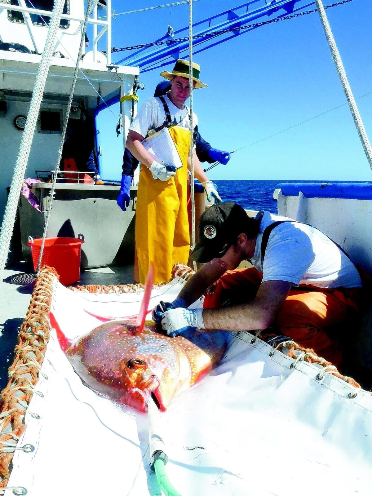 Rare opah catch might be a world record - Men's Journal