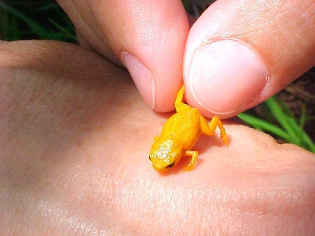 Photo of frog the size of a human baby stuns Pacific social media - ABC News