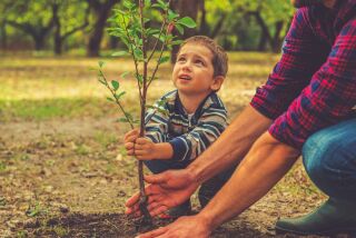 In our region, October is the ideal time to plant a tree.