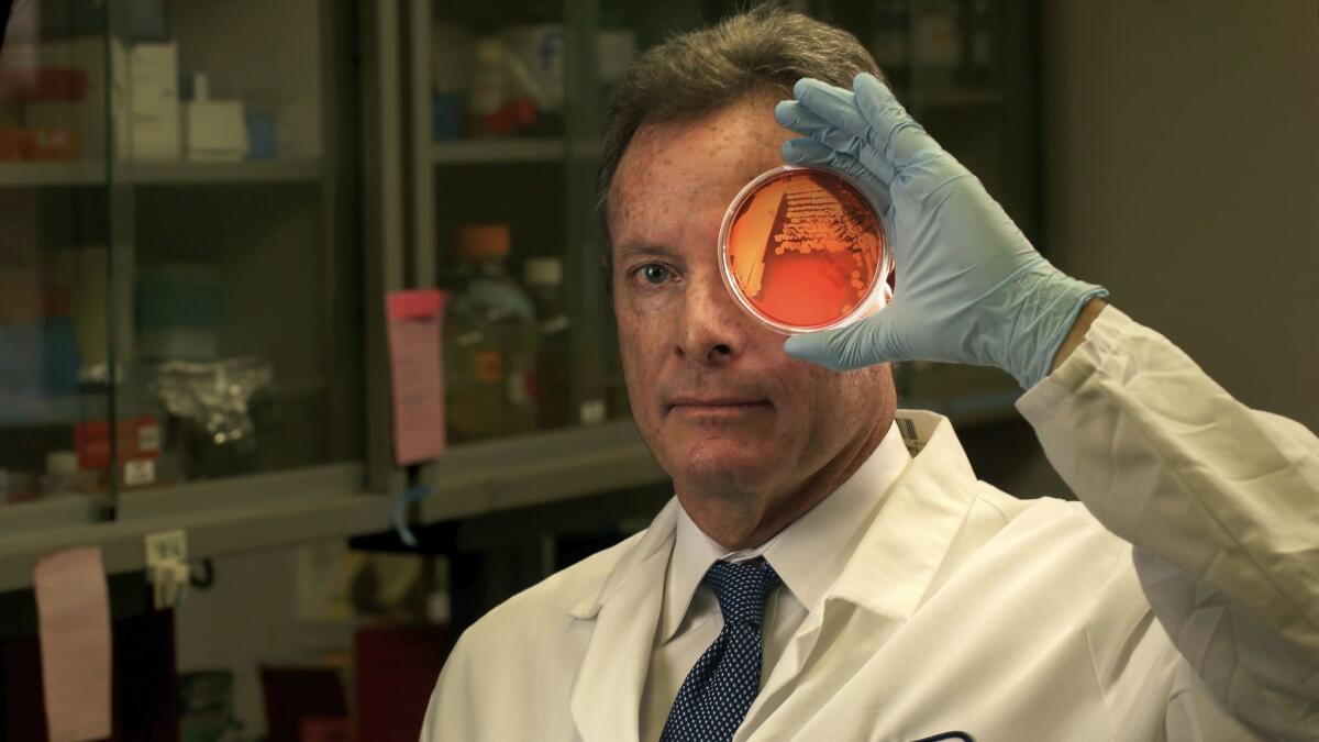 Dr. Michael Yeaman, who researches hospital-acquired infections at Harbor-UCLA Medical Center, holds a sample of staph bacteria in his laboratory.