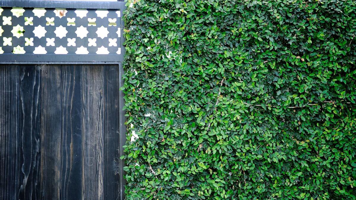 LOS ANGELES, CA- April 15, 2017: Hard and soft line the street side of David Collins and his partner Joseph Rivas backyard. (Mariah Tauger / For The Times)