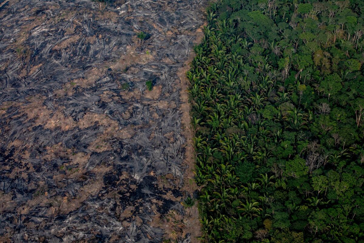 A section of the Amazon rainforest that has been decimated by wildfires. According to Brazil's National Institute of Space Research, the number of fires detected by satellite in the Amazon region this month is the highest since 2010.