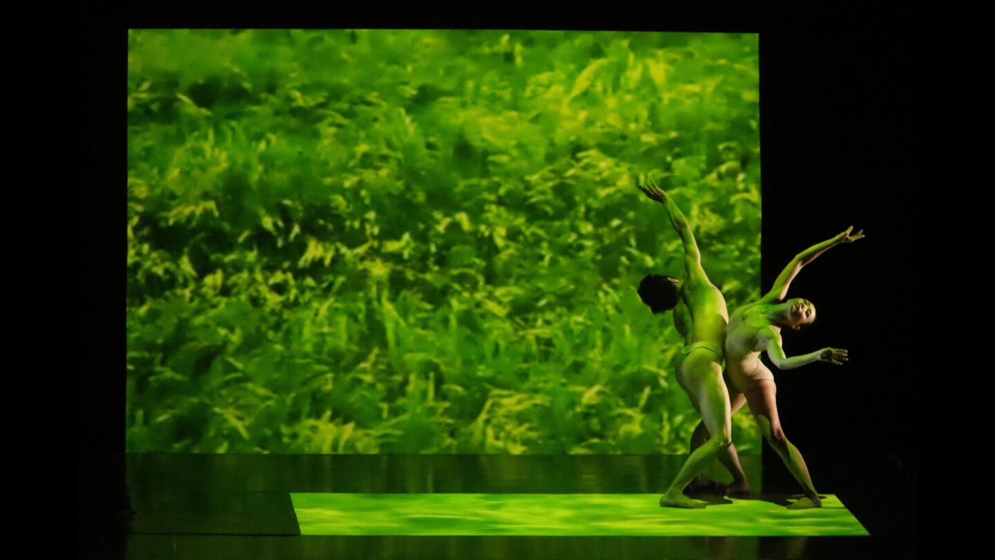 Huang Pei-hua and Tsai Ming-yuan perform in a segment titled "Pollen II" during the Cloud Gate Dance Theatre of Taiwan's performance of "Rice" at the Dorothy Chandler Pavilion at the Music Center in Los Angeles on Jan. 31, 2016. The piece is inspired by the life cycle of rice. The dancers embody soil, sunlight, wind, water and fire. Their movements are set against a backdrop of videography of Taiwan's East Rift Valley that captures the flooding of the fields, the sprouting of seeds, the harvesting of the grain and the burning of the stalks.