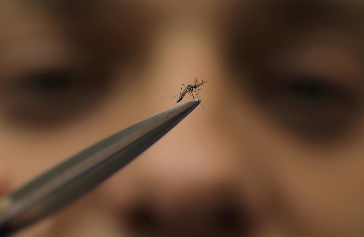 A mosquito is shown perched on the end of a sharp object