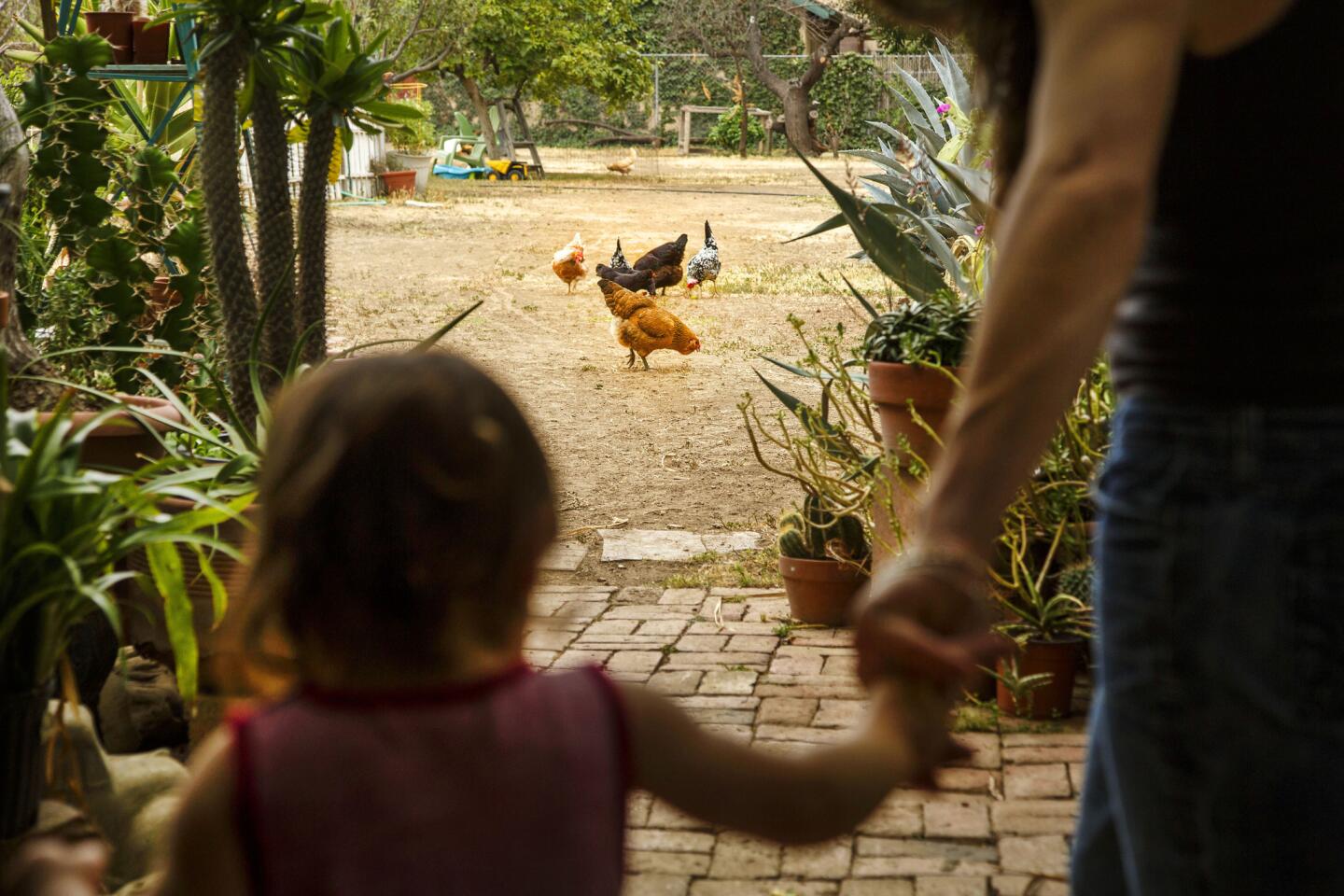 Chicken hobby farm