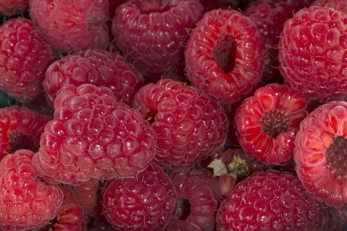 A photo of Bababerries grown by Chuy Berries (Drew Herzoff) in Arroyo Grande, at the Encino farmers market in 2013.