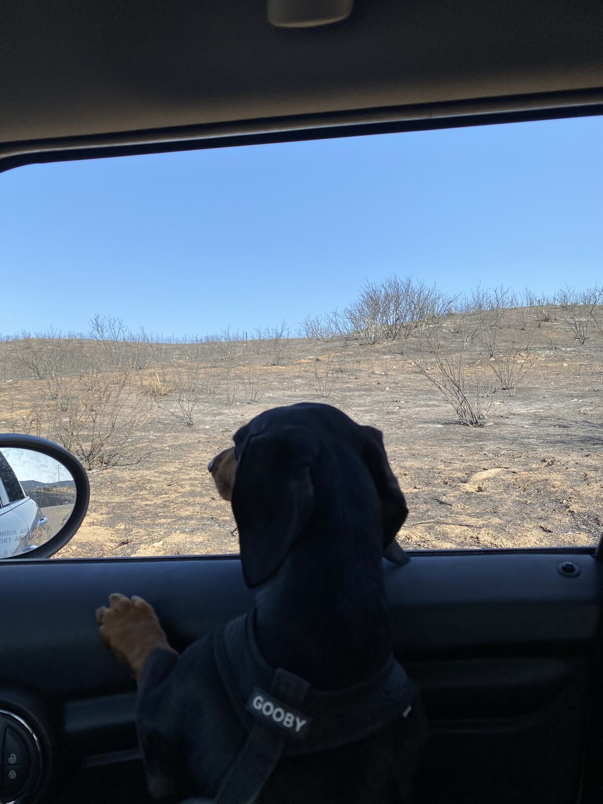 Romeo, a city-dwelling dachshund riding in a car