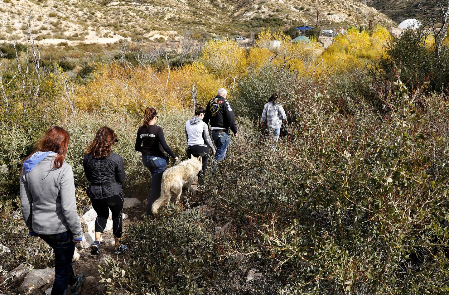 Walking with wolves in Palmdale