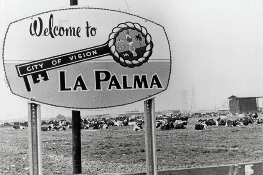 Cows dot the landscape behind the photo of the La Palma sign. Initially the city was known as Dairyland, and apparently it took a while for the cows to be moved out as development moved in on the farmers.