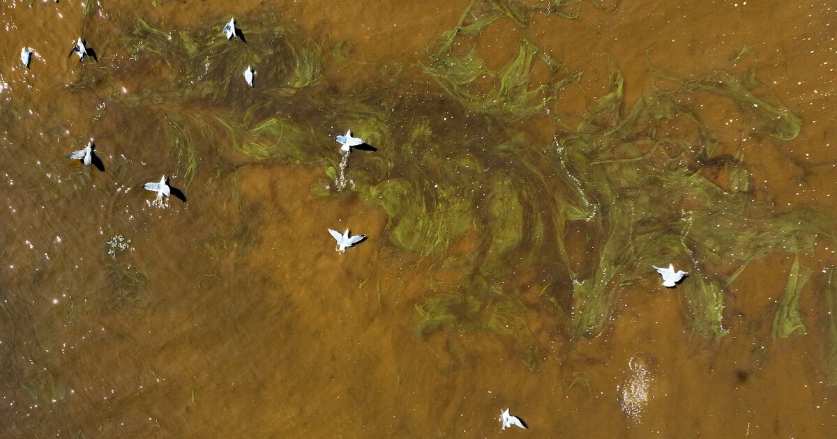 photos-toxic-algae-bloom-kills-fish-in-san-francisco-bay