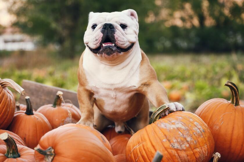 Fall events around San Diego County include pumpkin patches, spooky activities, trick-or-treating and more.