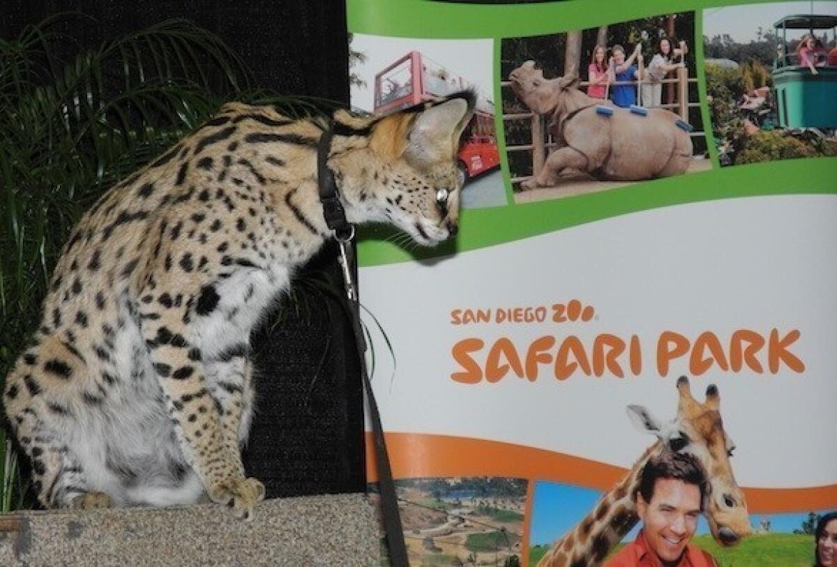 Bella the serval appeared at the Los Angeles Times Travel Show on Sunday.