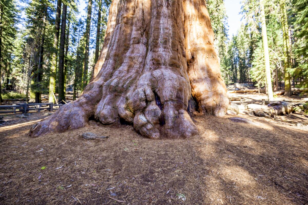 Trunk of the General Sherman tree located in Sequoia National Park, California, USA, by volume, it is the largest known living single stem tree on Earth