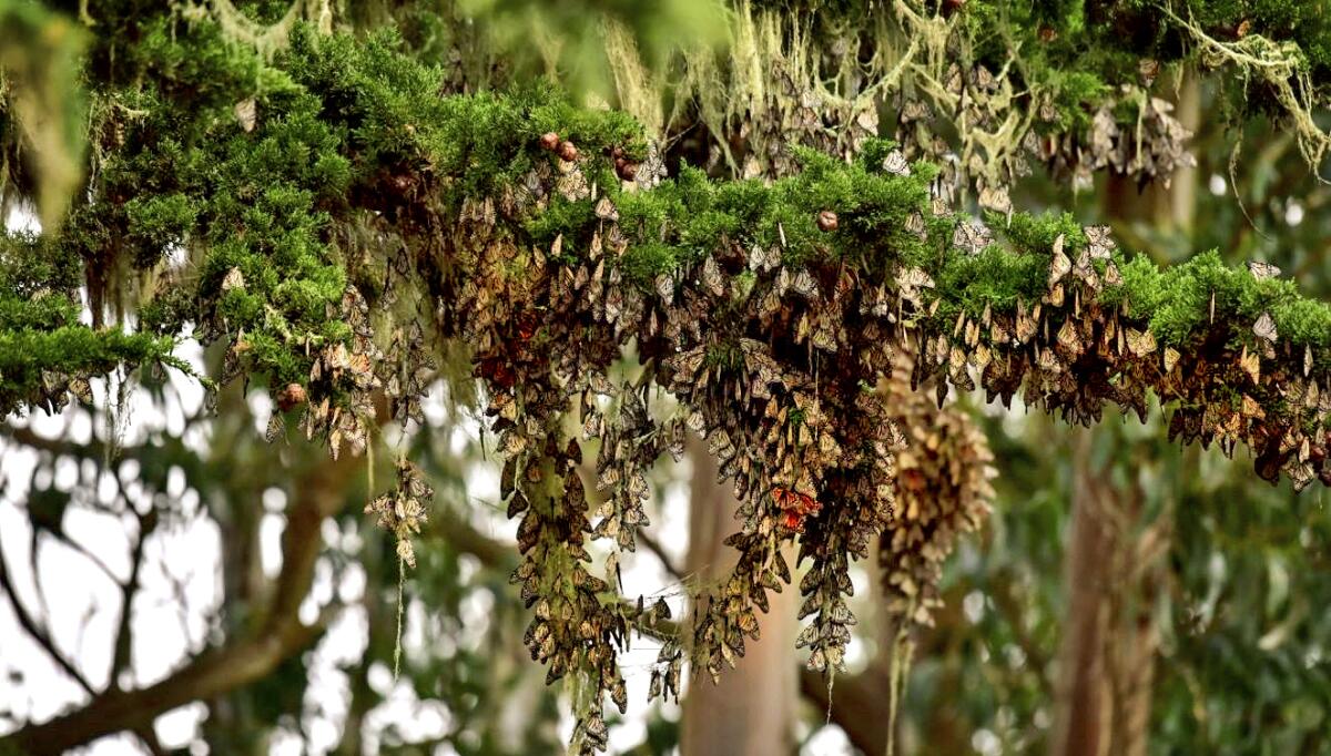 Western monarch butterflies clustering on a pine branch at Pacific Grove Monarch Butterfly Sanctuary in 2016.