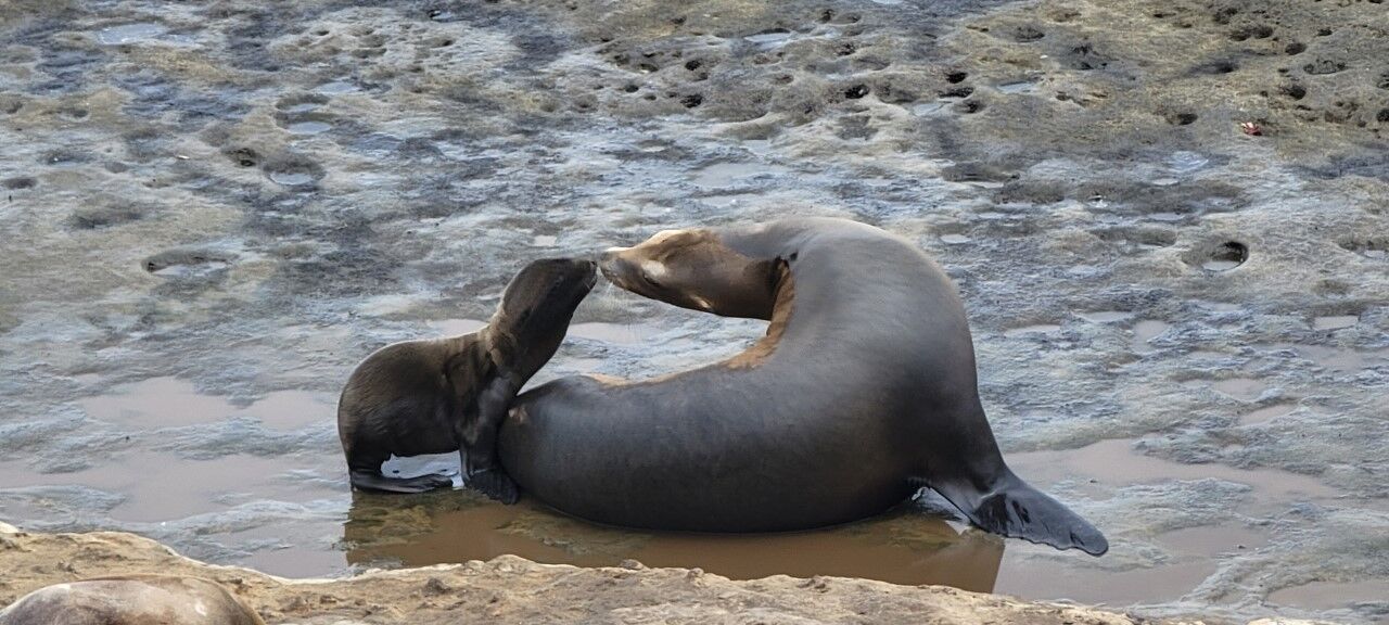 Tracey Arminio sea lions.jpg