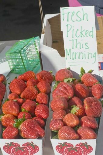 Camarosa strawberries