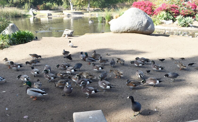 Ducks and other wild birds have made Webb Park and its lake their home in Rancho Bernardo.