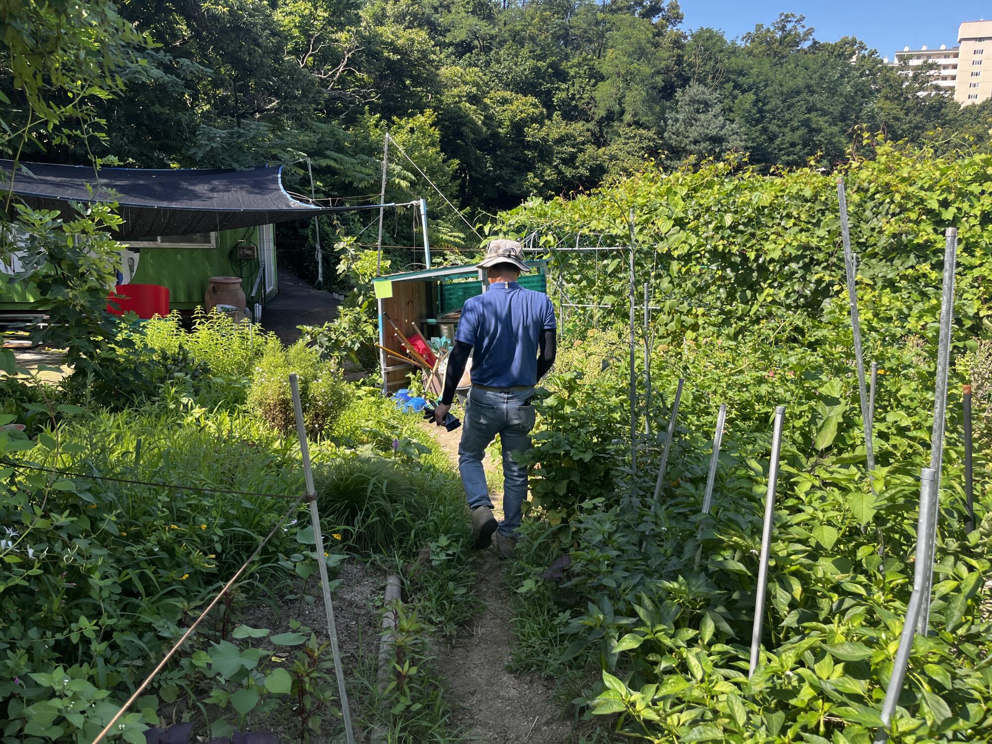 A man in a hat walks on a small dirt path between rows of plants