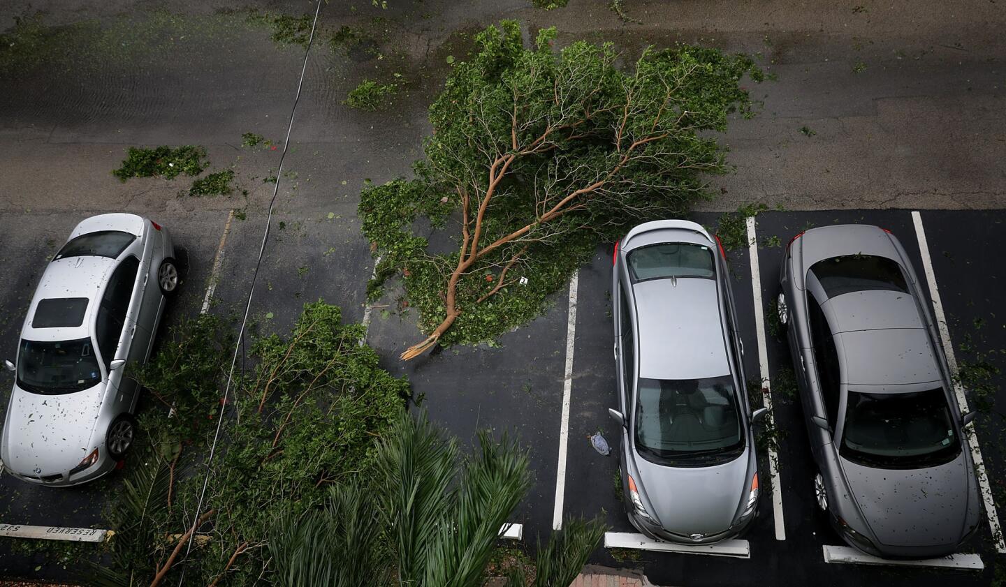 A tree branch felled by tropical storm winds narrowly misses parked cars as Hurricane Irma hits the southern part of the state on Sept. 10, 2017, in Pompano Beach, Florida.