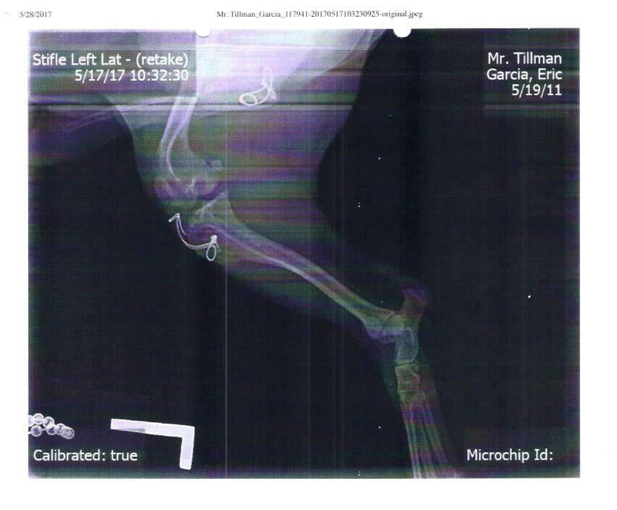 "Les radiographies de M. Tillman montrent l'intervention chirurgicale effectuée par Rodney Ken Hatayama à l'hôpital vétérinaire du comté du Sud.
