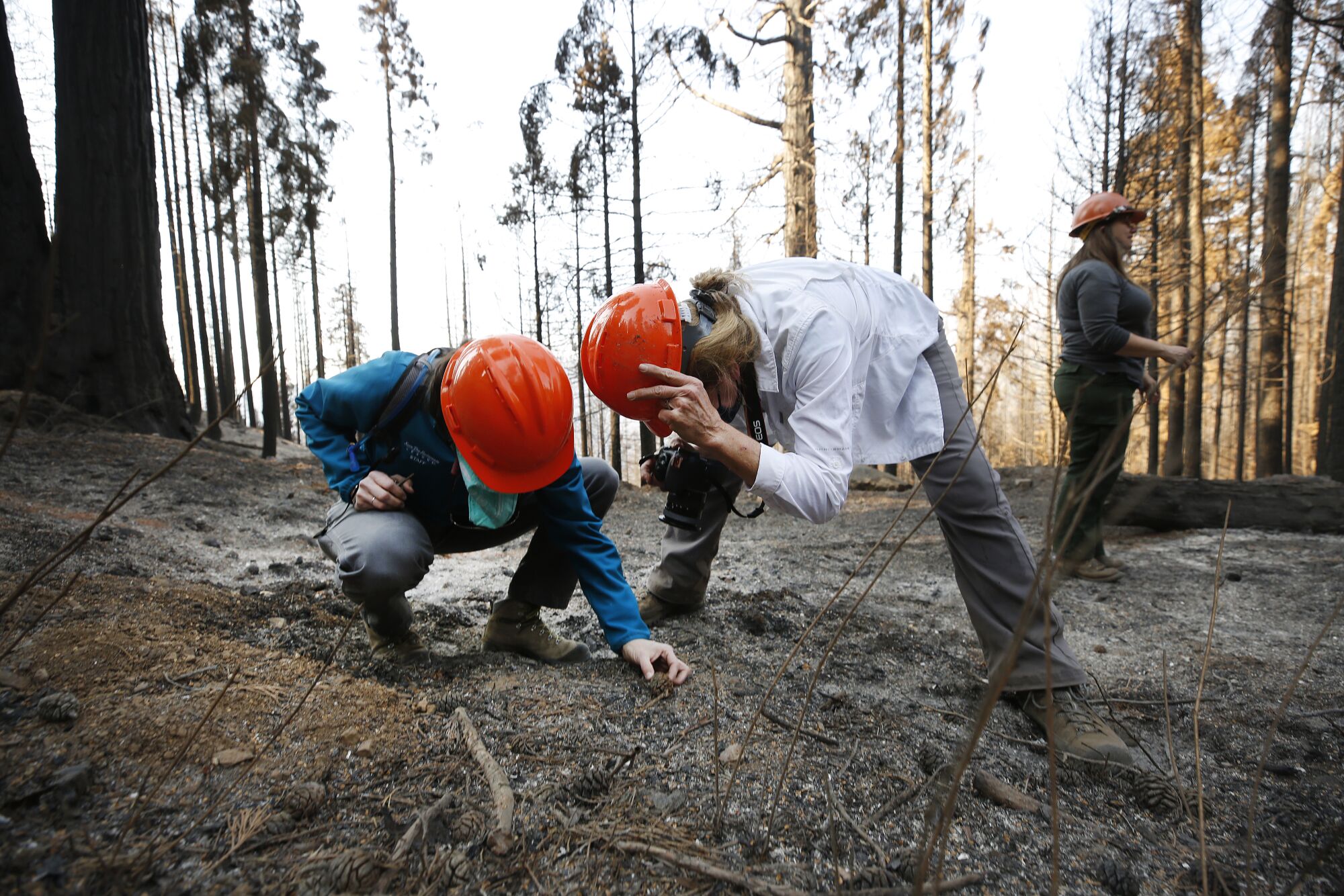 Two women in orange hard hats kneel to examine sequoia cones on an ashy forest floor