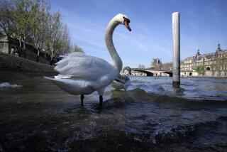 Swans stand in the River Seine in Paris, Wednesday, April 5, 2023. A costly and complex clean-up is resuscitating the River Seine just in time for it to play a starring role in the 2024 Paris Olympics. The city and its region are rushing to make the Seine's murky waters swimmable, so it can genuinely live up to its billing as the world’s most romantic river. (AP Photo/Christophe Ena)