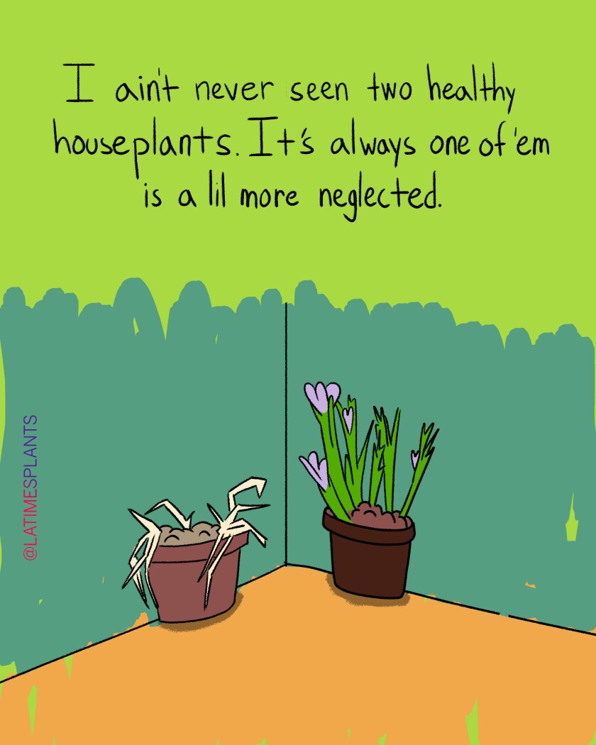 25 Best Plant Memes Of Los Angeles Times 25 Best Plant Memes Of Los Angeles Times