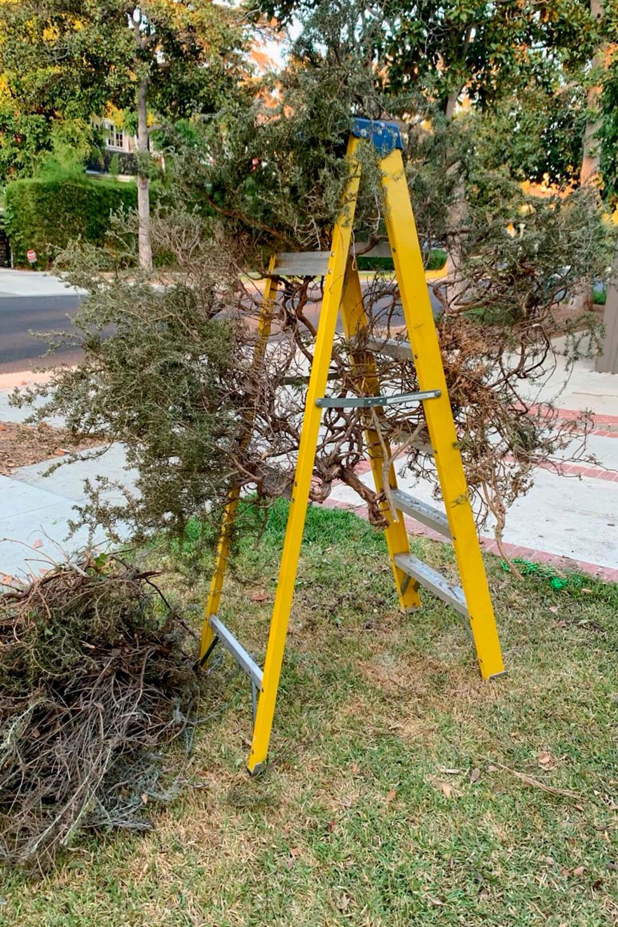 A yellow ladder with a tree hanging on the rungs 