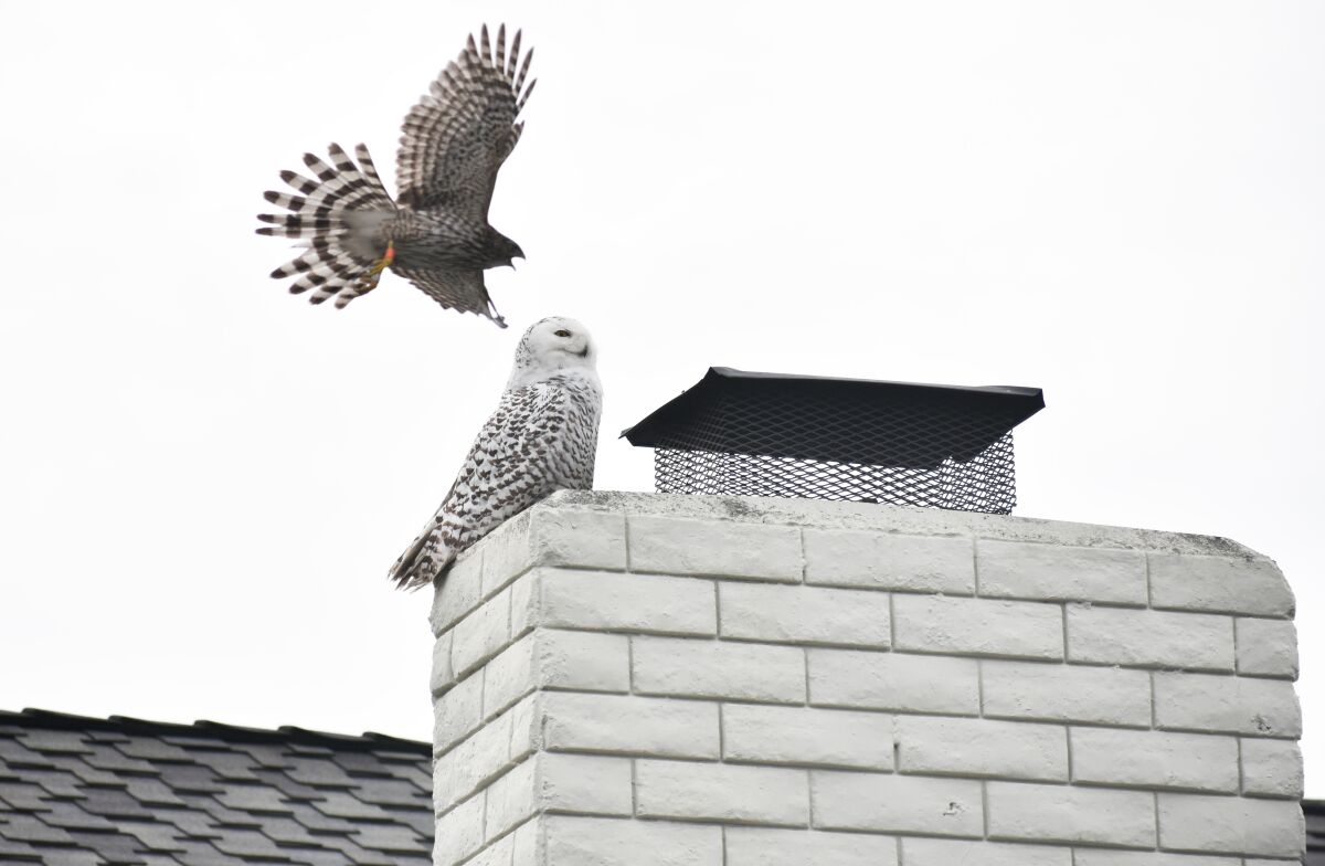 A cooper's hawk dives toward a snowy owl perched on a chimney in Cypress Wednesday.