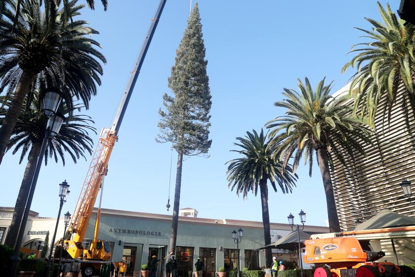 Fashion Island's 90-foot-tall holiday white fir tree is lowered by a crane into place at the Neiman Marcus-Bloomingdale's Courtyard on Wednesday morning.