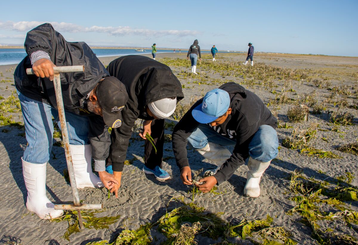WILDCOAST planting mangroves in a lagoon.