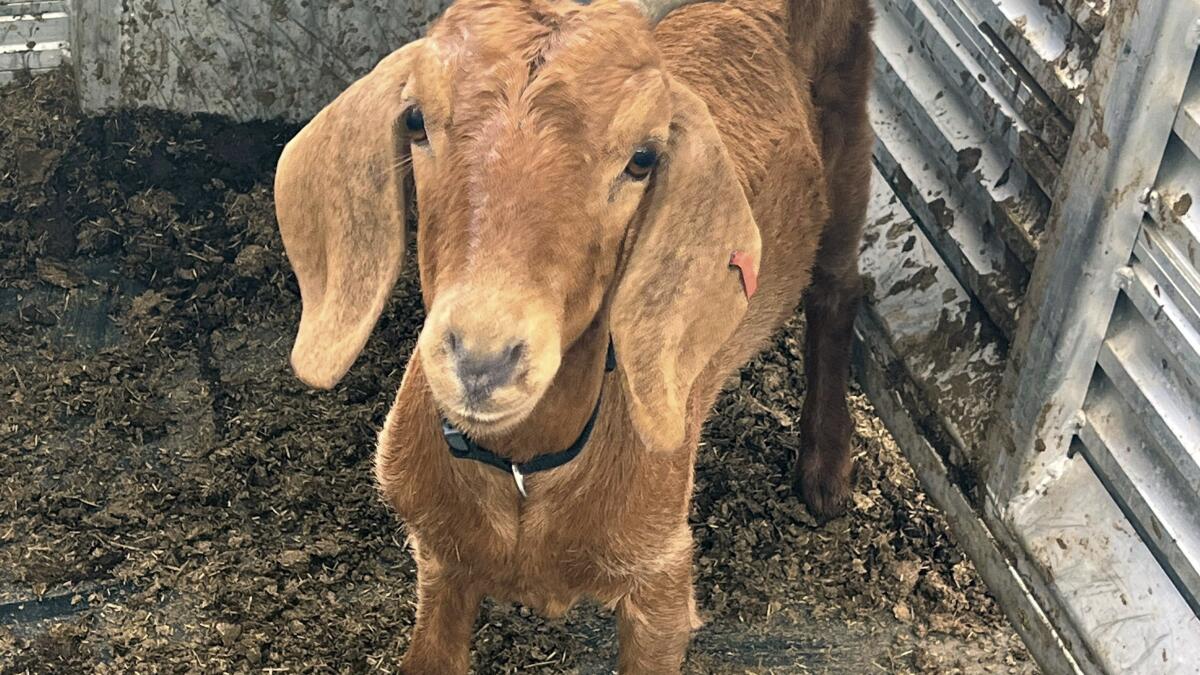 Willy the Texas rodeo goat, on the lam for weeks, has been found safe - The  San Diego Union-Tribune